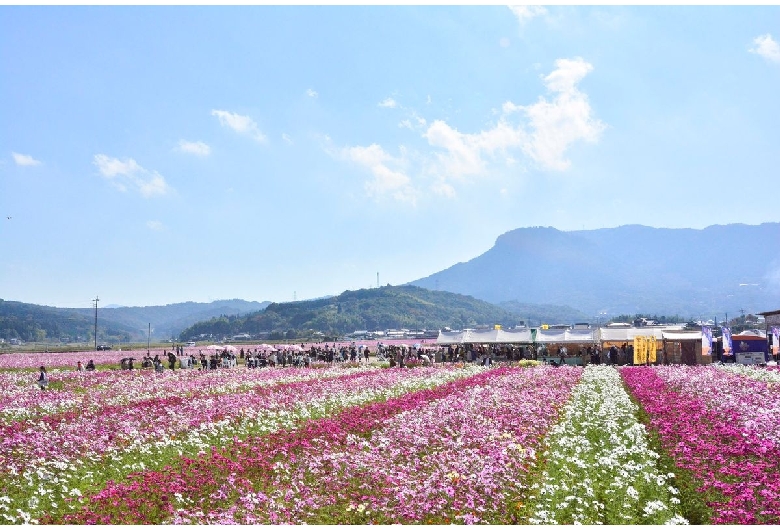 三光コスモス園