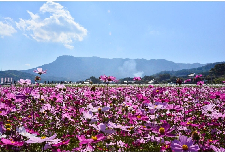 三光コスモス園