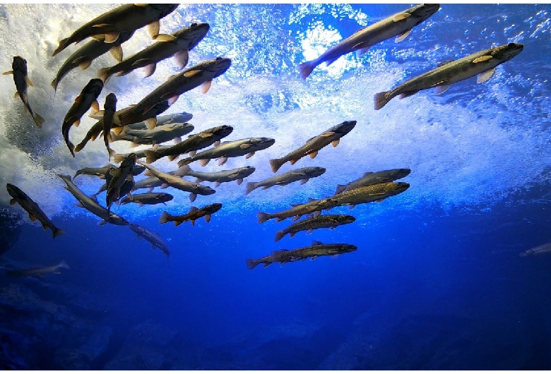 北海道北の大地の水族館（山の水族館）