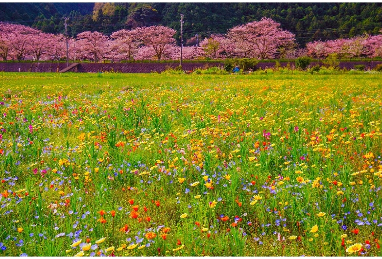 那賀川堤