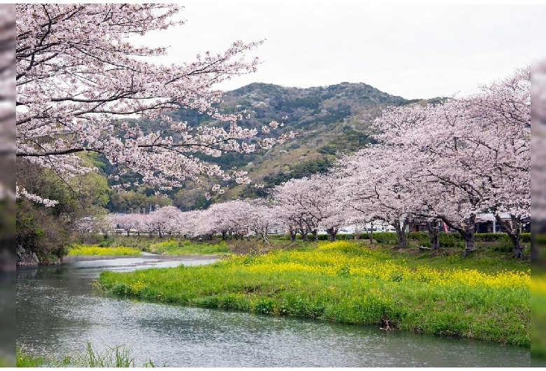 那賀川堤