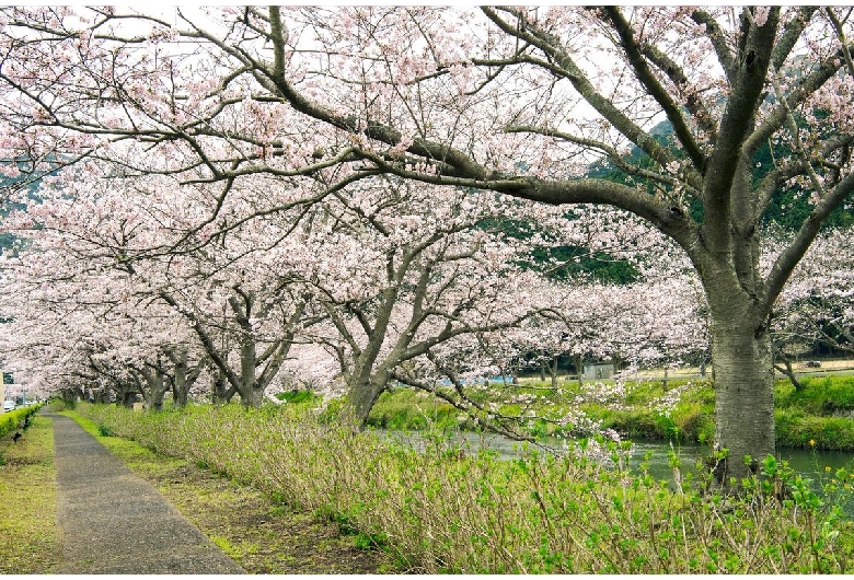 那賀川堤