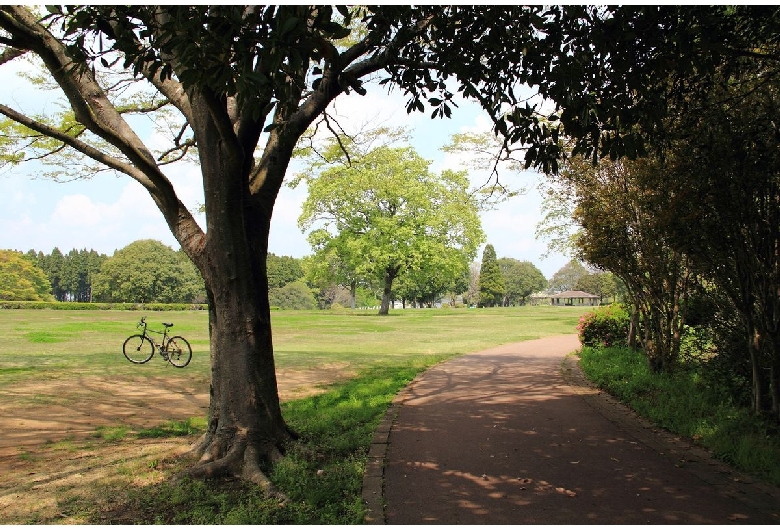 昭和の森公園