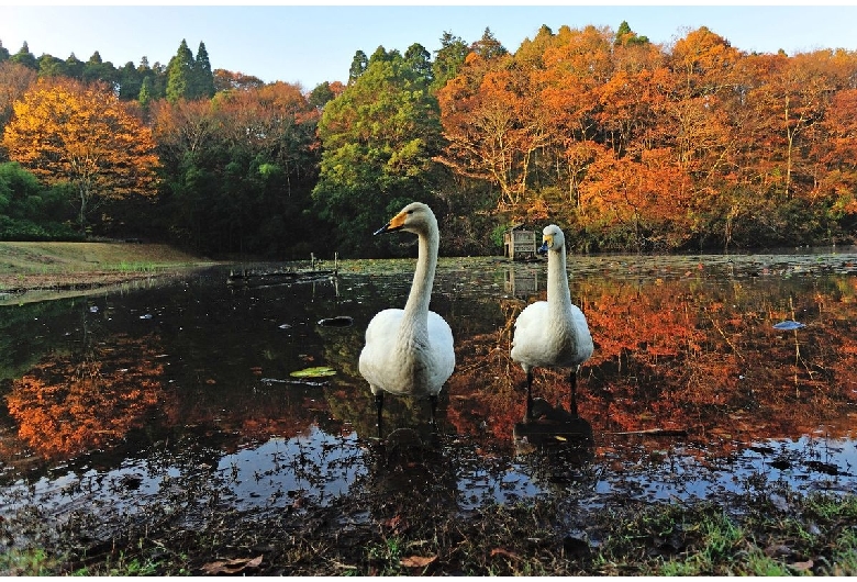 昭和の森公園