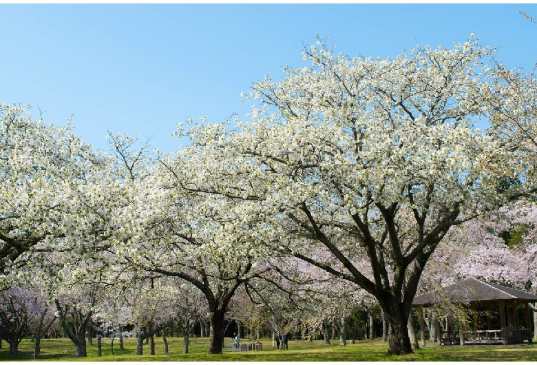 昭和の森公園