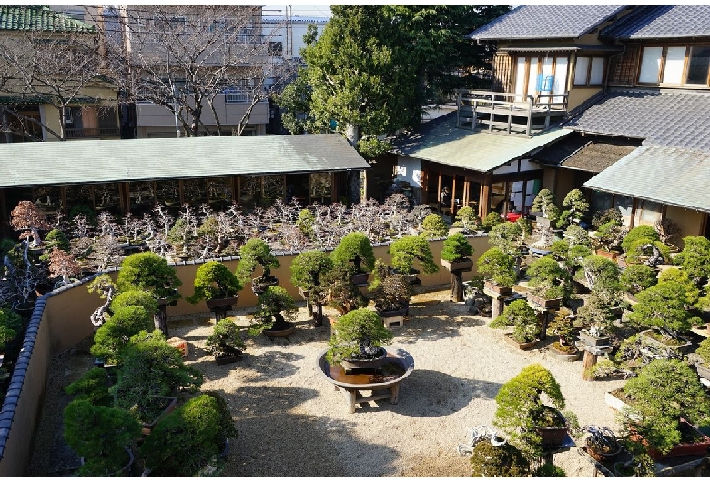 春花園BONSAI美術館