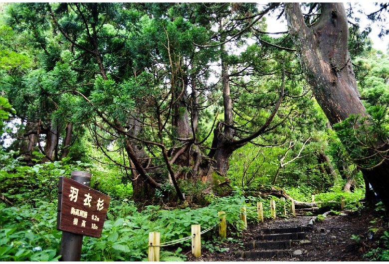 石名天然杉（佐渡島）