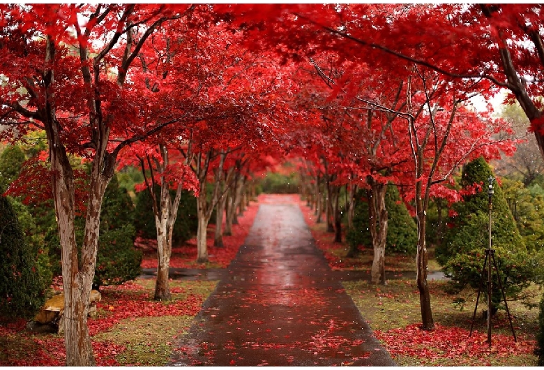 平岡樹芸センター