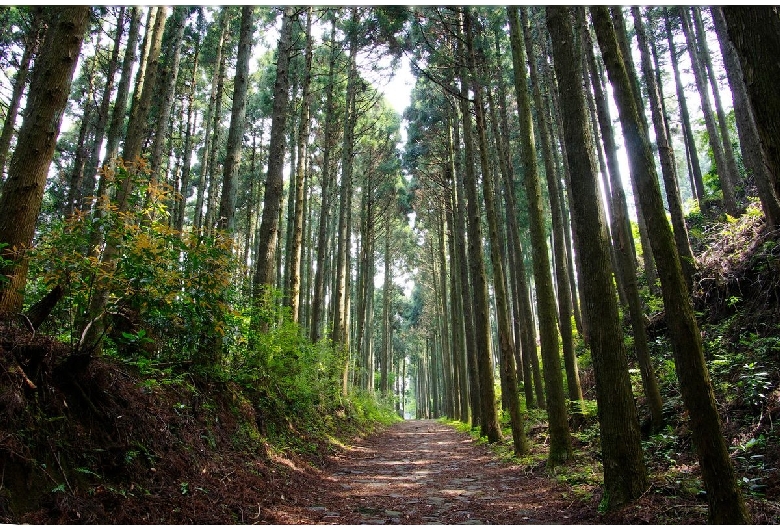 箱根旧東海道石畳