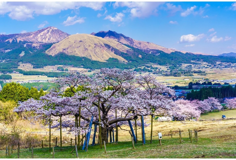 観音桜