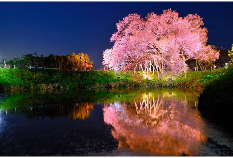 浅井の一本桜