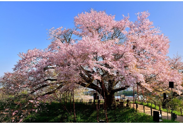 浅井の一本桜