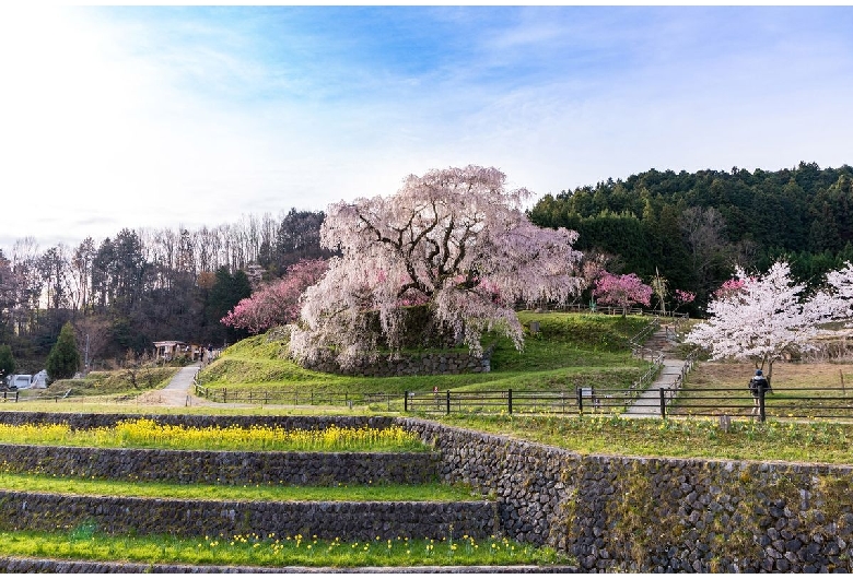 又兵衛桜