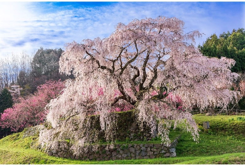 又兵衛桜