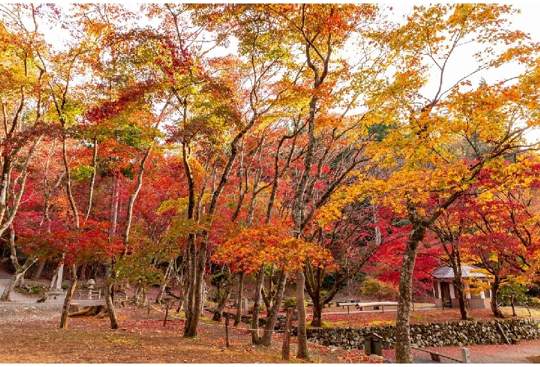 鶏足寺