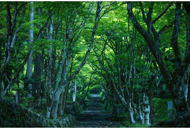 鶏足寺