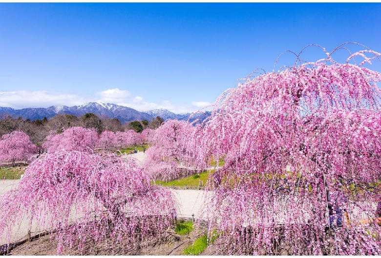 鈴鹿の森庭園