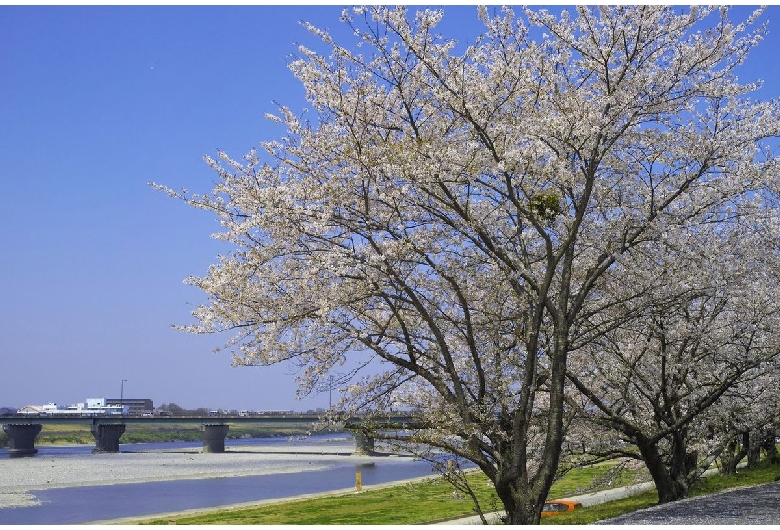 宮川堤