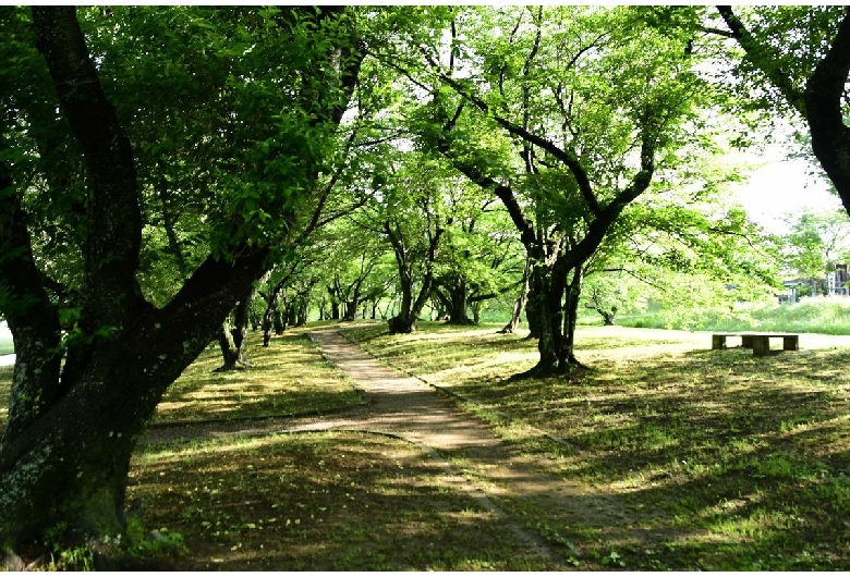 宮川堤