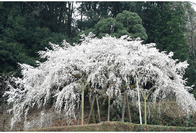 奥山田のしだれ桜