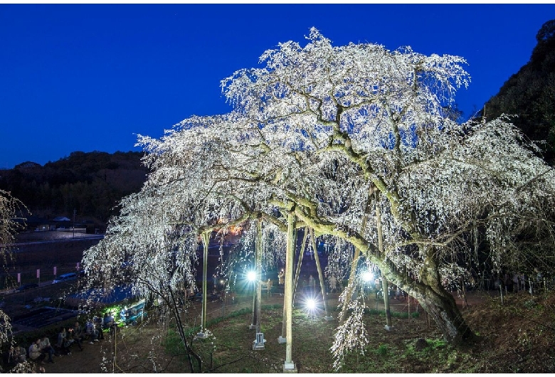 奥山田のしだれ桜