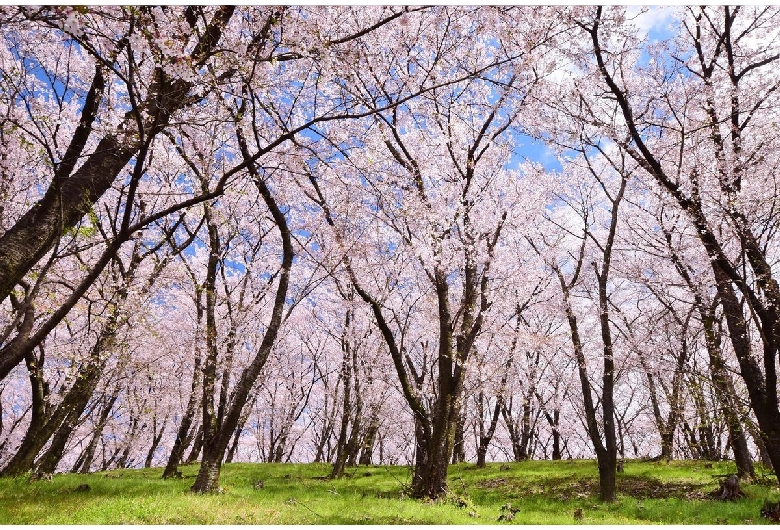 弘法山古墳