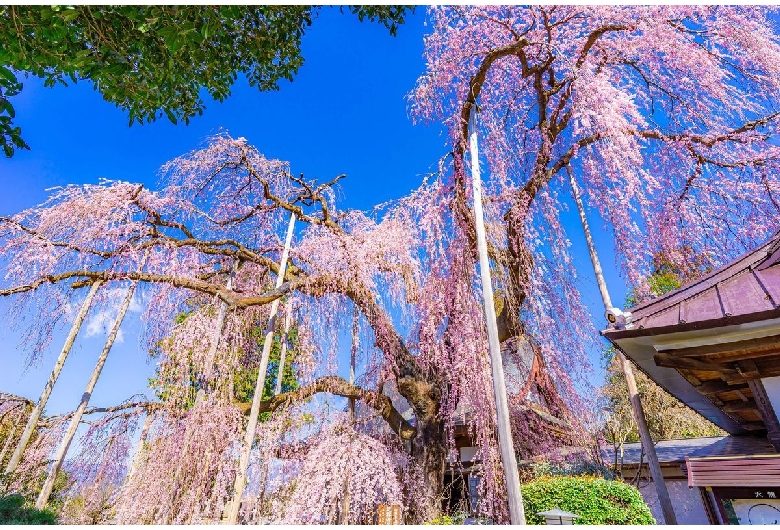 慈雲寺