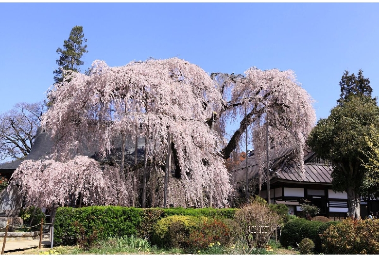 慈雲寺