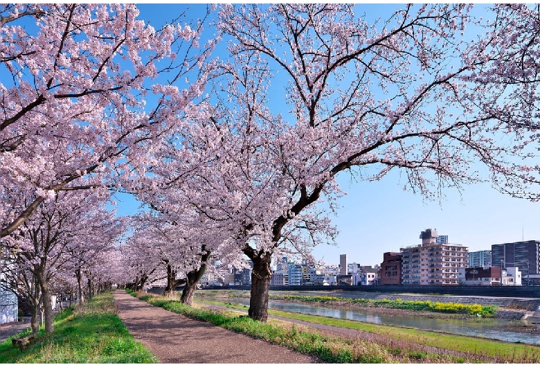 足羽川桜並木