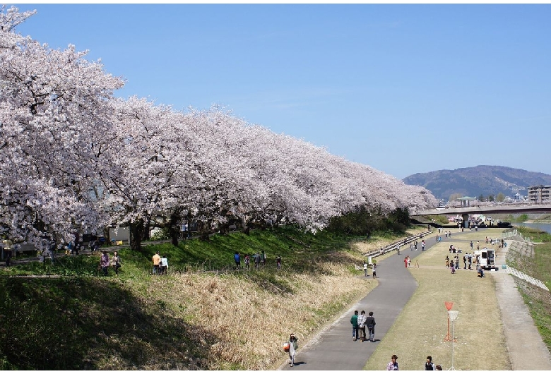 足羽川桜並木