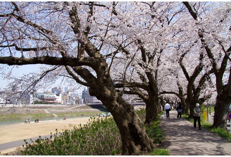 足羽川桜並木