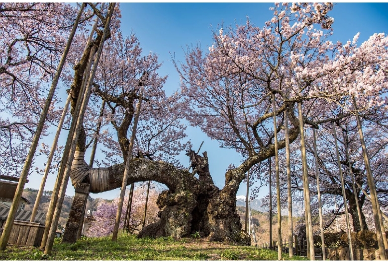 山高神代桜（実相寺）