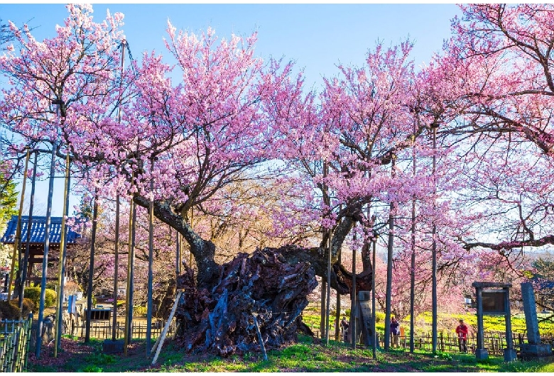 山高神代桜（実相寺）