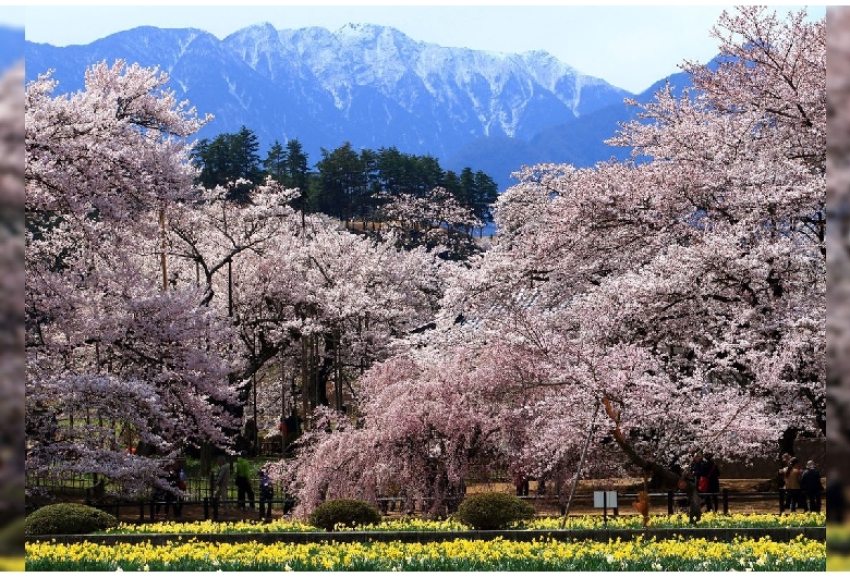 山高神代桜（実相寺）