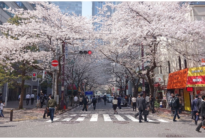 八重洲桜通り