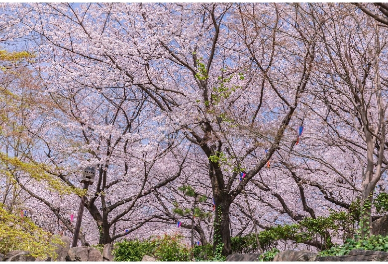 飛鳥山公園