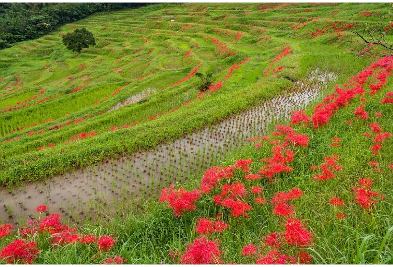 大山千枚田