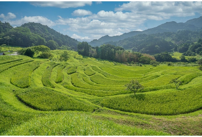 大山千枚田