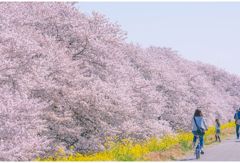 熊谷桜堤