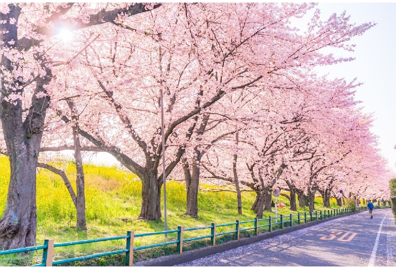 熊谷桜堤