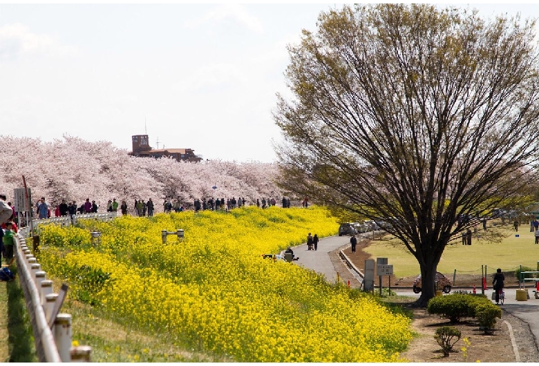 熊谷桜堤