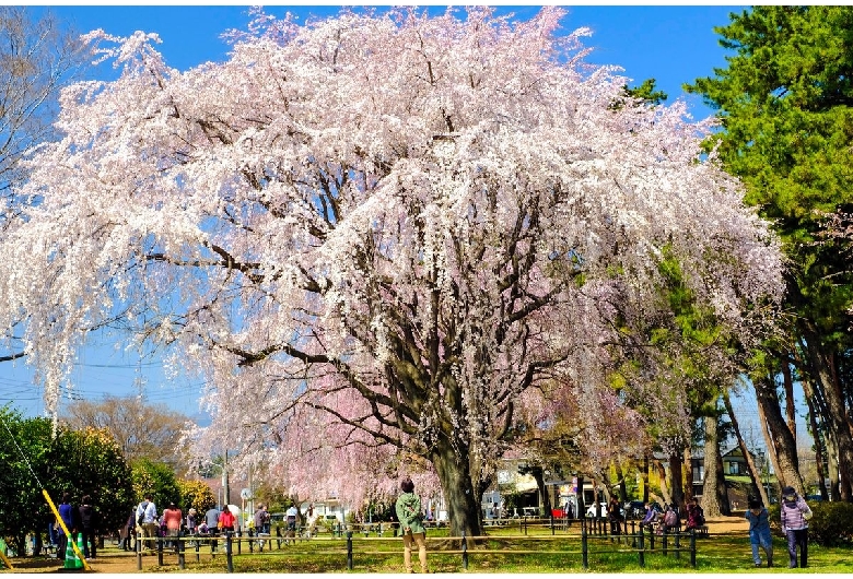 敷島公園