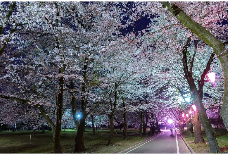 赤城南面千本桜