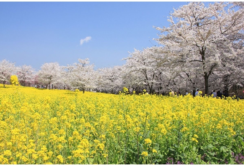 赤城南面千本桜