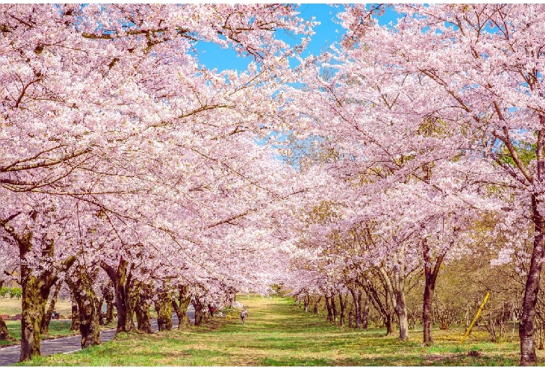 赤城南面千本桜