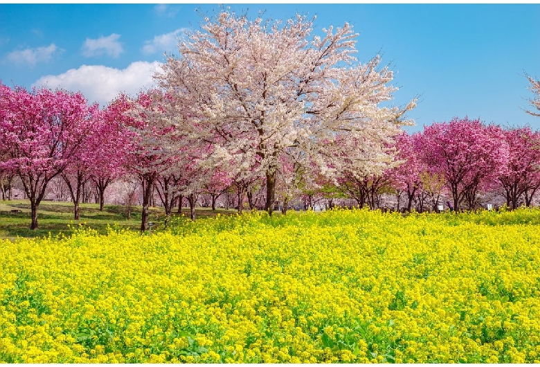 赤城南面千本桜