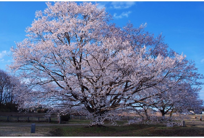 天平の丘公園