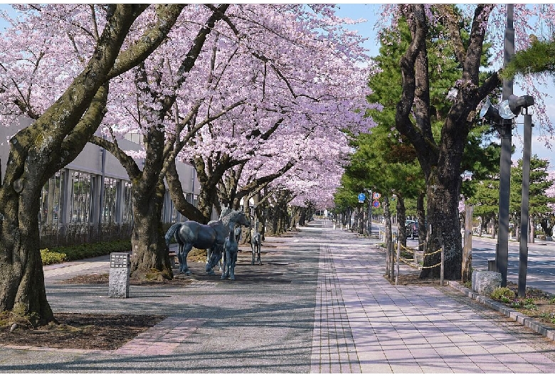 十和田市官庁街通り