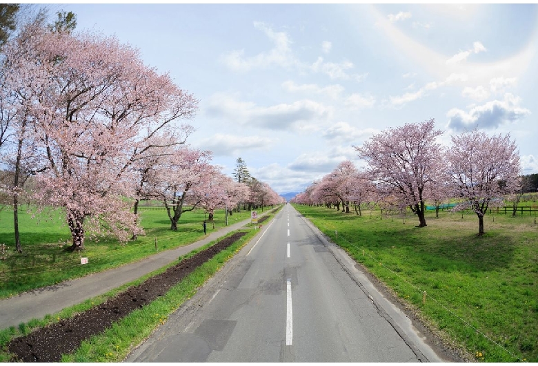 二十間道路桜並木