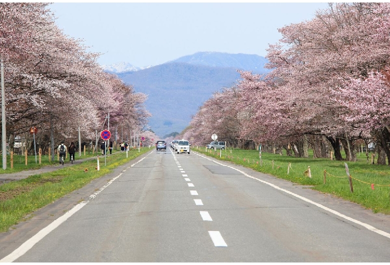 二十間道路桜並木